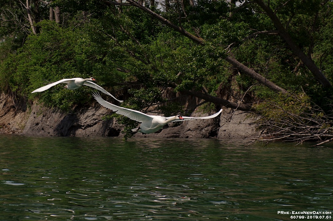 60799CrLeUsm - Swan fly-by- kayaking Duffins Creek - Lake Ontario with Beth.jpg